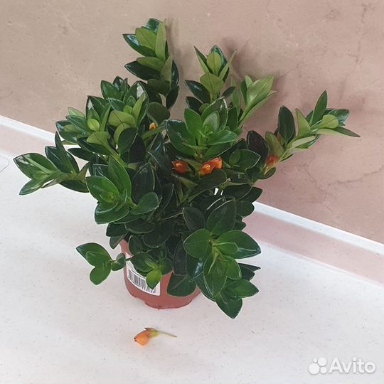 Нематантус