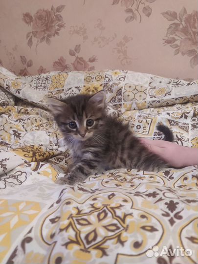 Отдам котенка мальчик