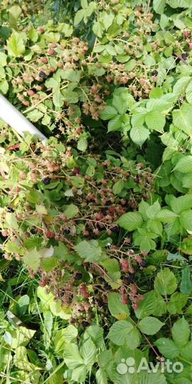 Саженцы ежевики