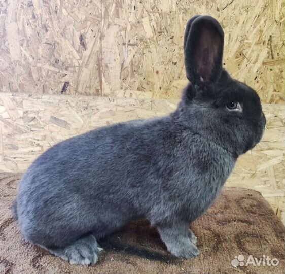 Кролики чистых кровей