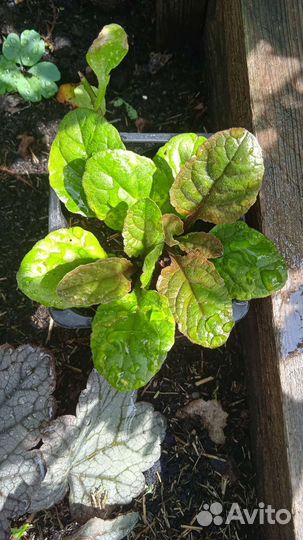 Бересклеты, армерия, роджерсия и др