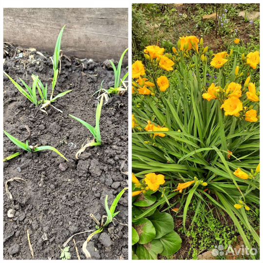 Многолетние растения