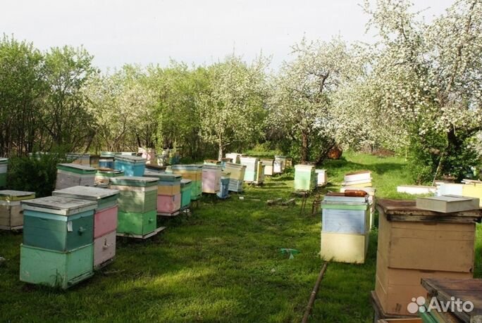 Мед натуральный алтайский опт минимально 16 кг