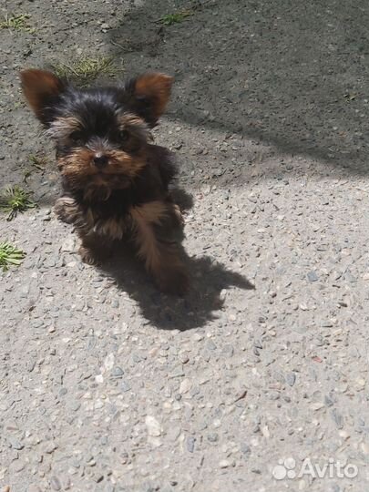 Щенки йорка