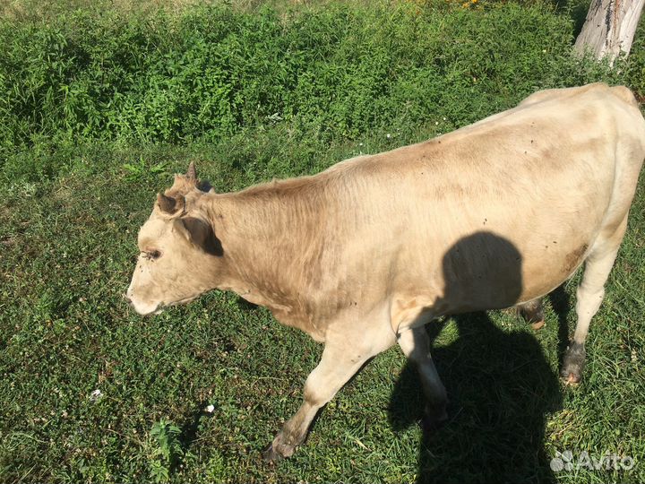 Продаю бычок
