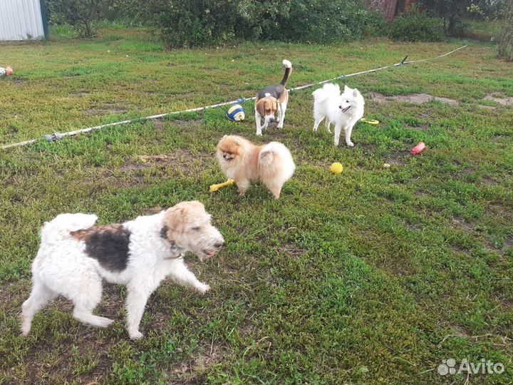 Зоогостиница (передержка) для собак