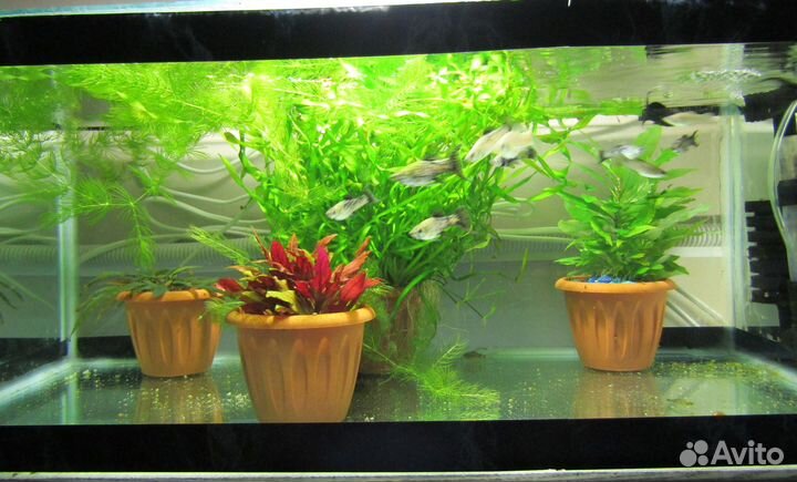 Аквариумные рыбки