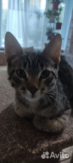 Котик в добрые руки