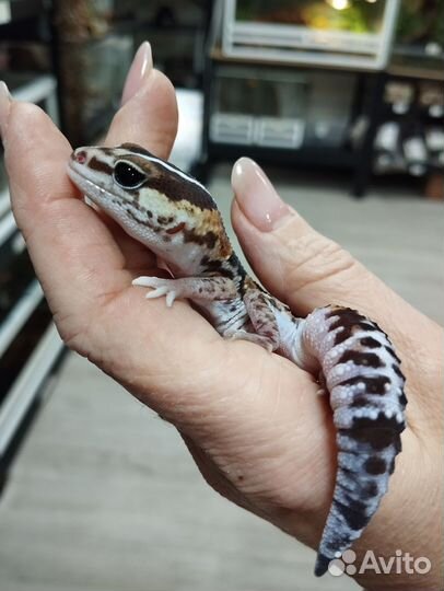 Ящерица кольцехвостая, геккон, сцинк, агама