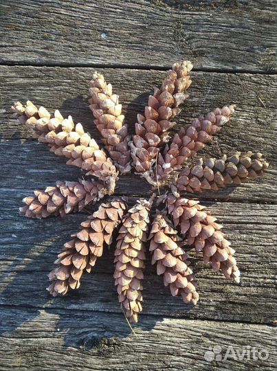 Шишки сосновые. Шишки сосны веймутова