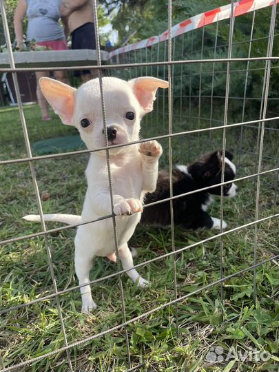 Щенки чихуахуа