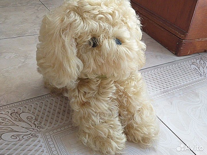 Сабака болонка