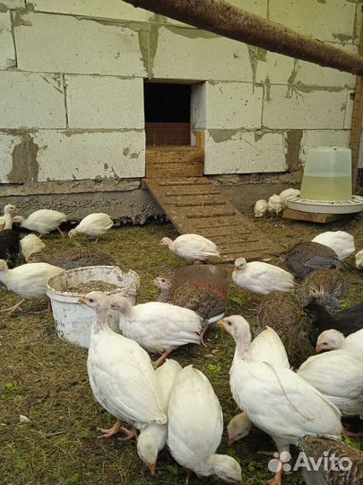 Цыплята цесарки