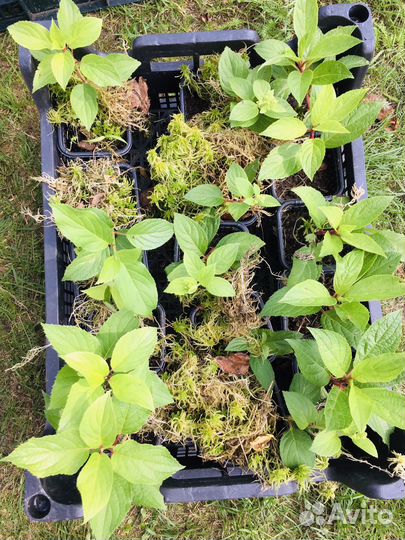 Гортензия метельчатая