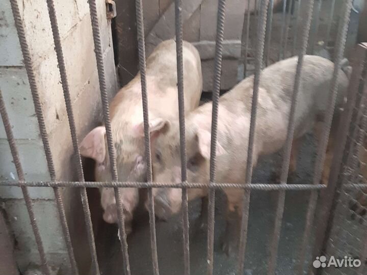 Паросята Дюрок,месячные