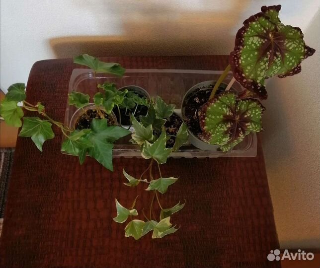 Домашние растения