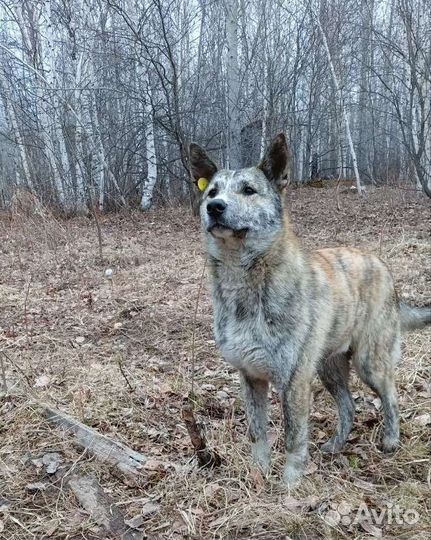 Собака