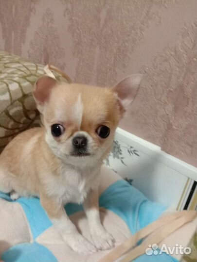 Взрослая малышка.Мини