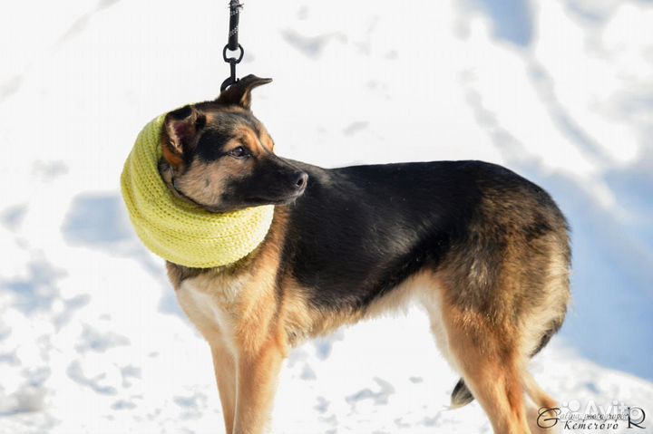 Жду тебя хозяин