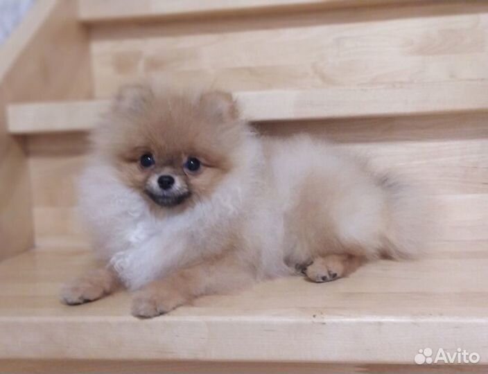 Померанский шпиц мини девочка