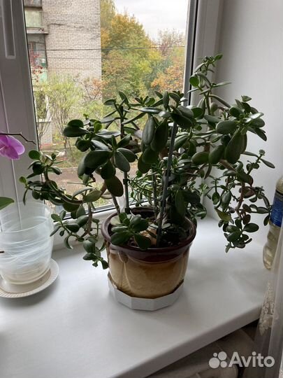 Толстянка (денежное дерево)