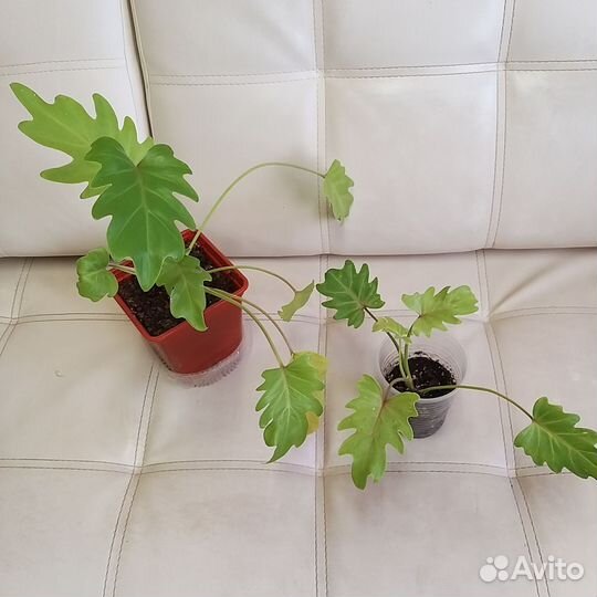 Филодендрон ксанаду и Ксанаду Голд