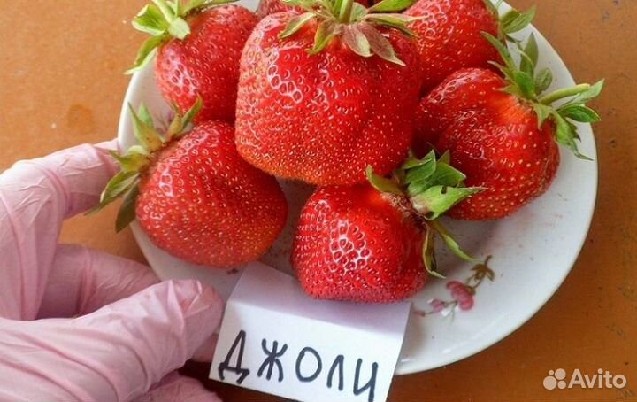 Рассада клубники