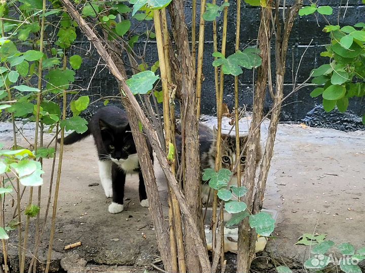 Котики нуждаются в помоши