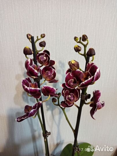 Орхидея фаленопсис, 2 ствола