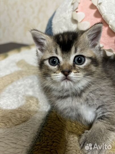 Британская кошка