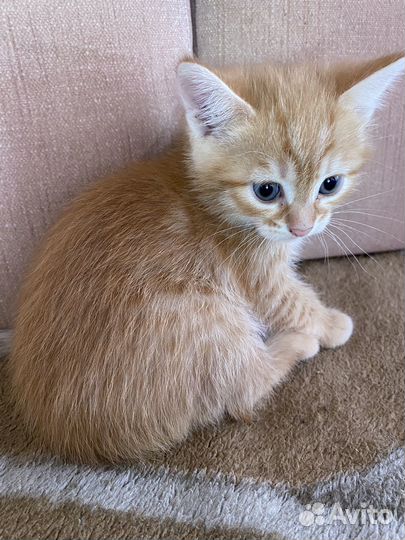 Рыжий котенок