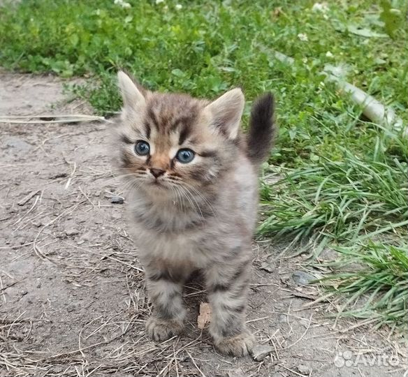 Котята отдам бесплатно