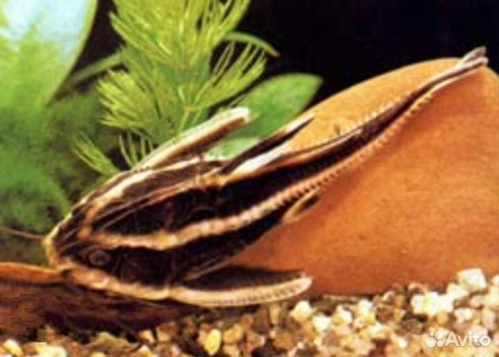 Платидорас - поющий сом