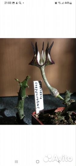 Церопегия боссера, экзотический суккулент