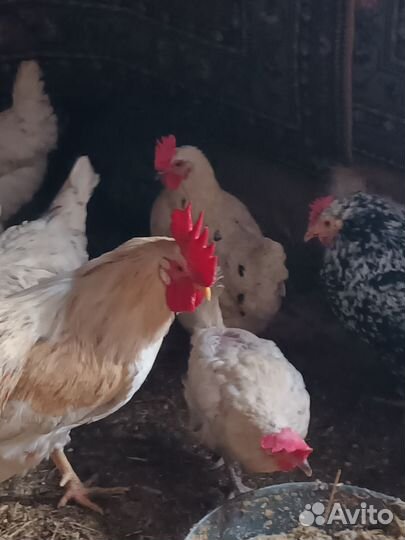 Петух леггорн