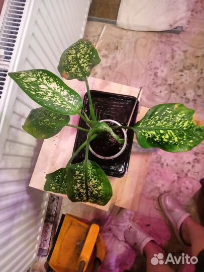 Диффенбахия