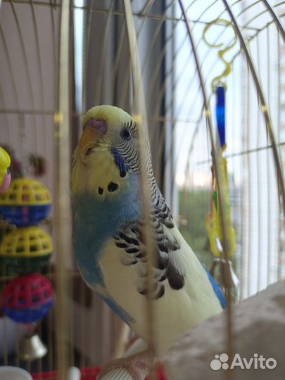 Волнистый попугай самец