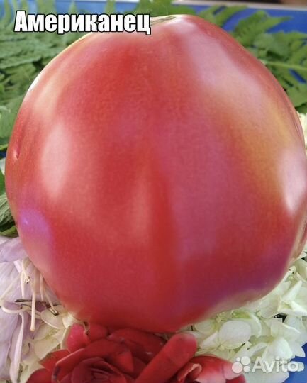 Рассада томатов (семена от коллекционеров)