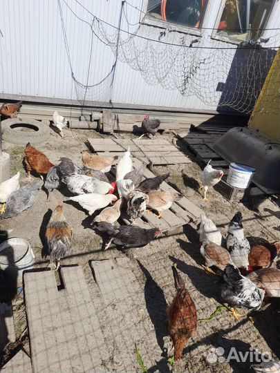 Молодые петушки