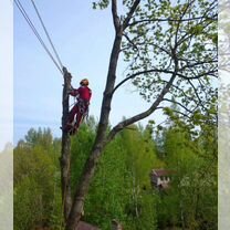 Спилю деревья любой сложности. Удалю пни