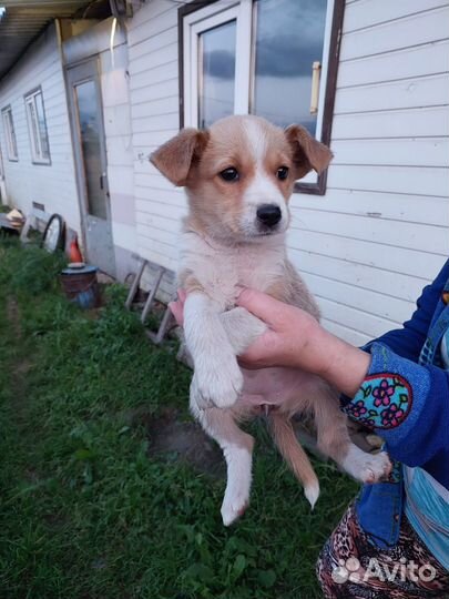 Щенок в добрые руки