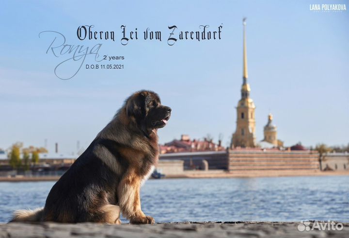 Щенки леонбергер