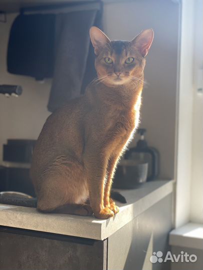 Абиссинский котенок / девочка