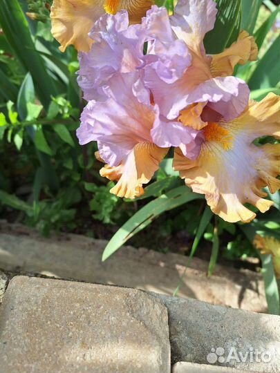 Ирисы бородатые