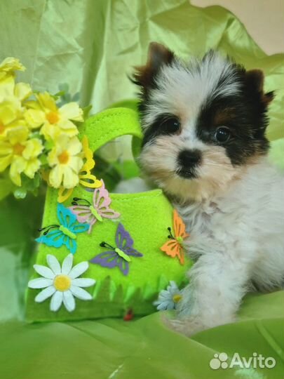 Бивер девочка мини