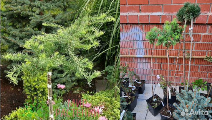 Лиственница на штамбе