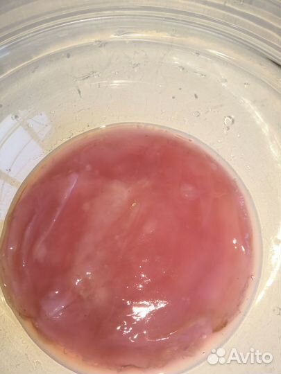 Чайный гриб комбуча