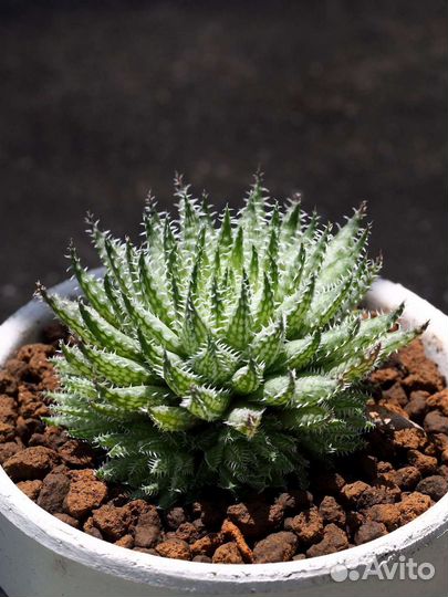 Хавортия Паутинная