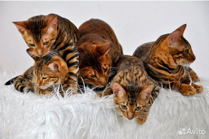 Котята тигрята