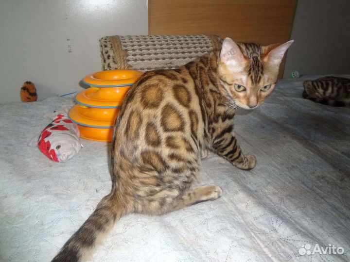 Красавцы бенгалы